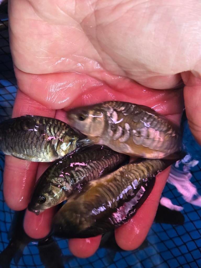 Prachtige Volschub Spiegelkarpers 8 - 10 cm / Koidreams, Karper of Koi