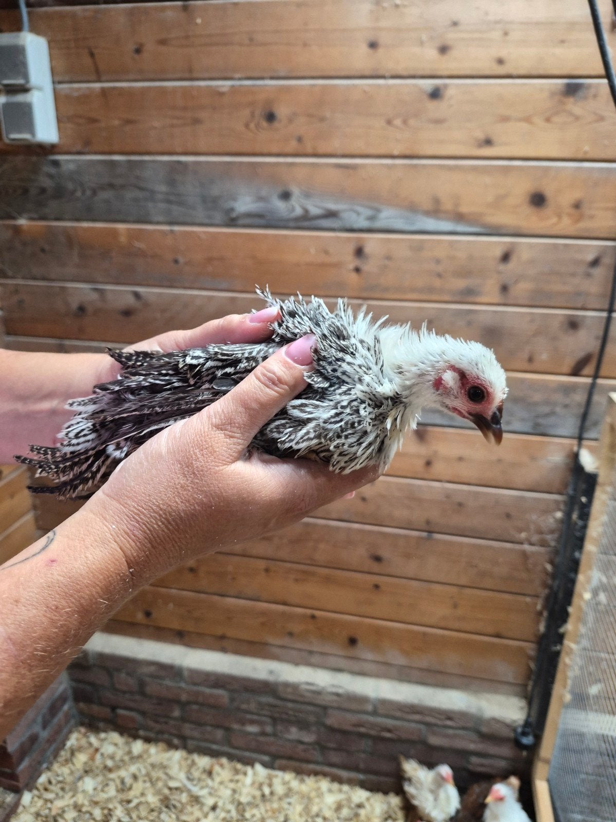 serama krulveer hen, Vrouwelijk, Kip