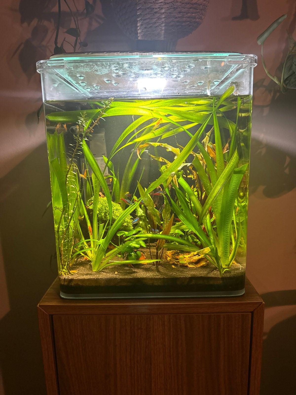 Dernerle nano cube tekoop met inhoud, Dieren en Toebehoren, Ophalen, Dennerle, Verwarming, Gevuld zoetwateraquarium