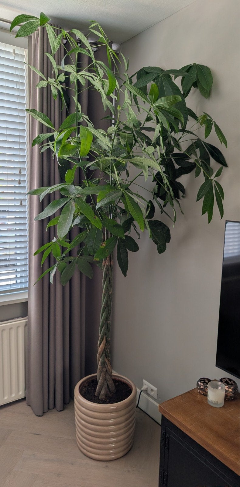 Grote Pachira Aquatica (geldboom) - Zonder pot, Vaste plant, Bloeit niet, Halfschaduw, Ophalen