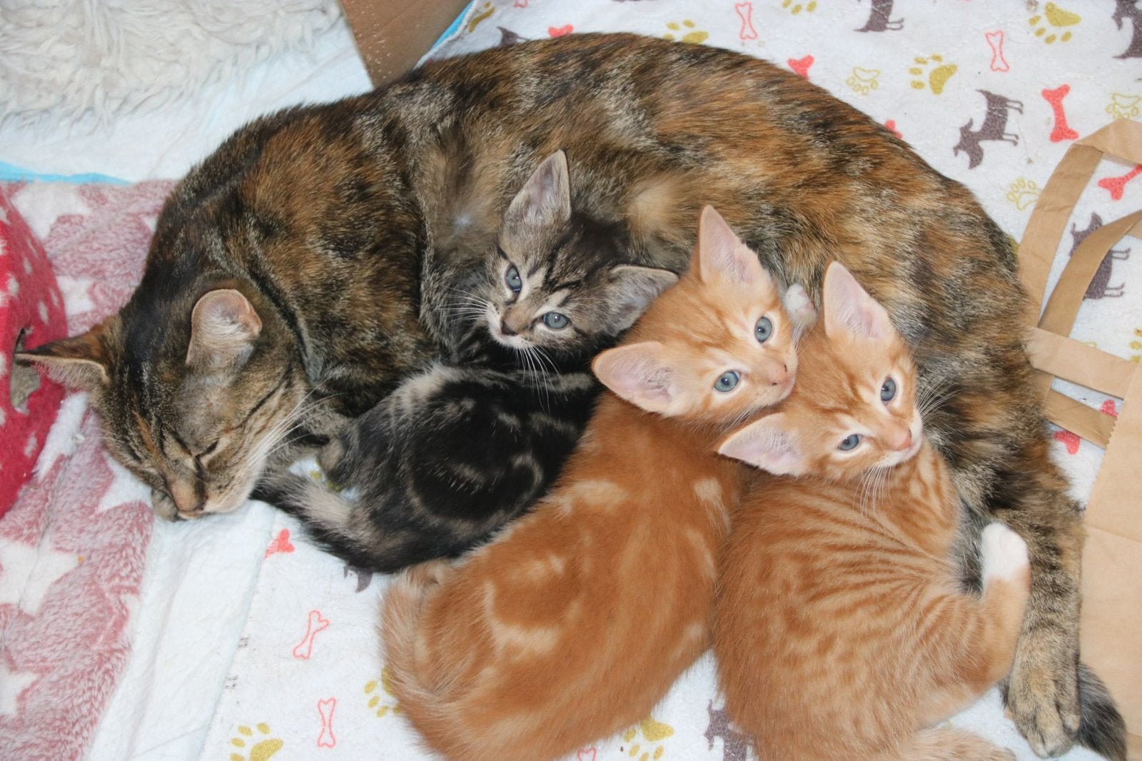 2 lieve kittens, Dieren en Toebehoren, Katten en Kittens | Overige Katten, Meerdere dieren, Kortharig, 0 tot 2 jaar