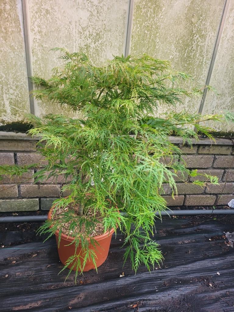Mooie grote Japanse esdoorns, Ophalen of Verzenden, Overige soorten, Volle zon