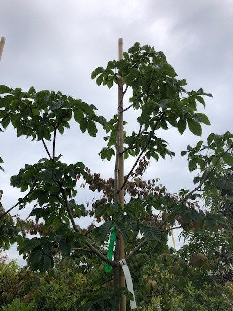 Rode Kastanje bomen, Aesculus carnea briotii, diverse maten, Volle zon, Lente, 250 tot 400 cm, Overige soorten
