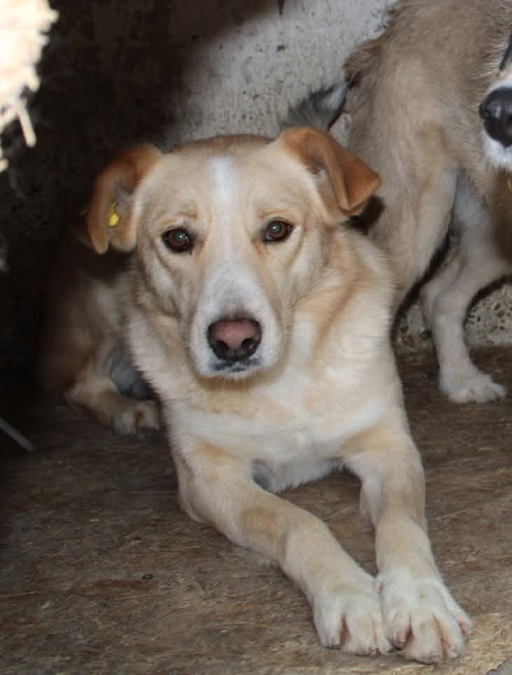 Enthousiaste , lieve Bella ter adoptie!, Dieren en Toebehoren, Particulier, Buitenland, Teef, Parvo