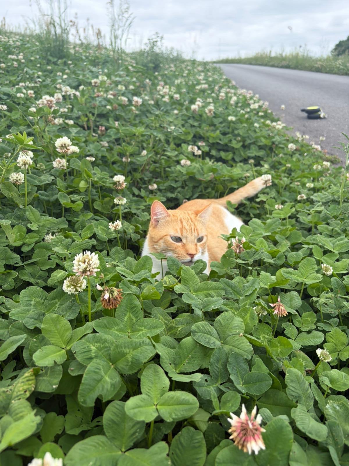 Vermist, mijn maatje Kees, Dieren en Toebehoren, 0 tot 2 jaar