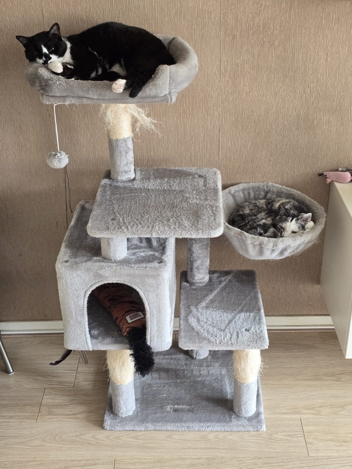 Gratis af te halen! 2 lieve poesjes (zusjes), Dieren en Toebehoren, Poes