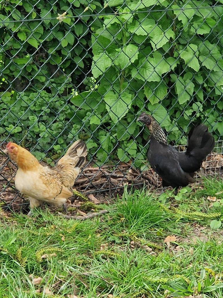 3 boeren kriel kipjes, Dieren en Toebehoren, Vrouwelijk, Kip