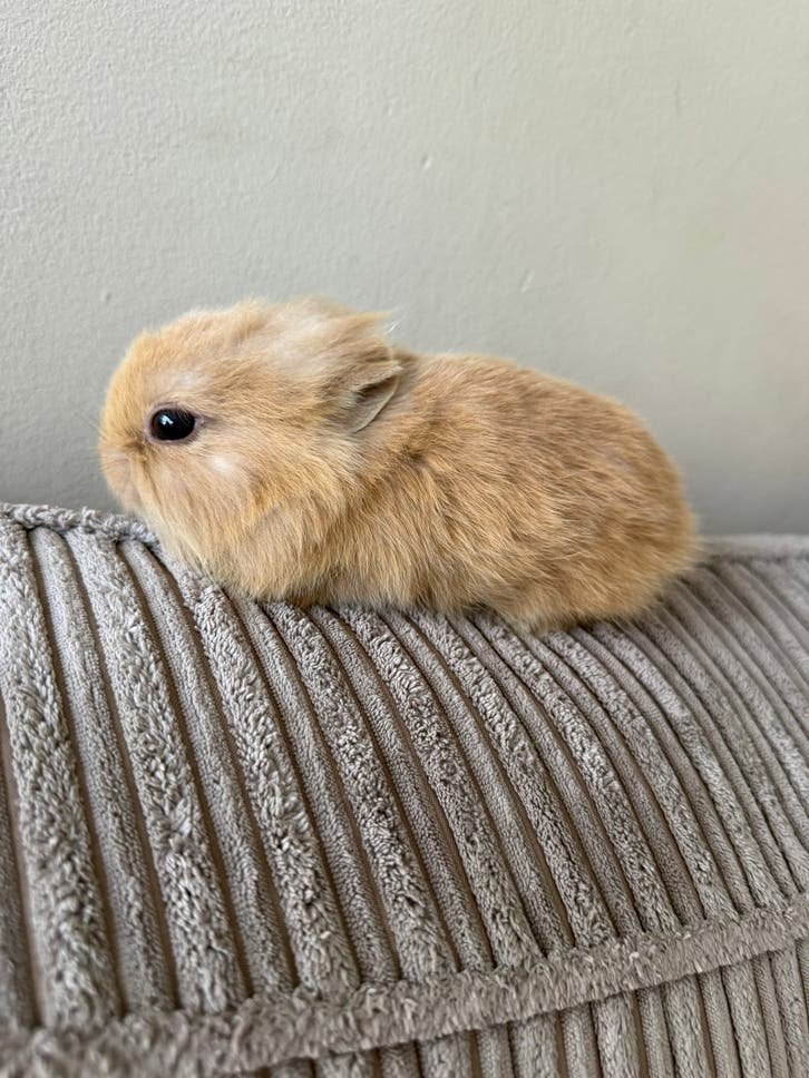 Loffelohr konijnen te koop, Dieren en Toebehoren, Konijnen, Meerdere dieren