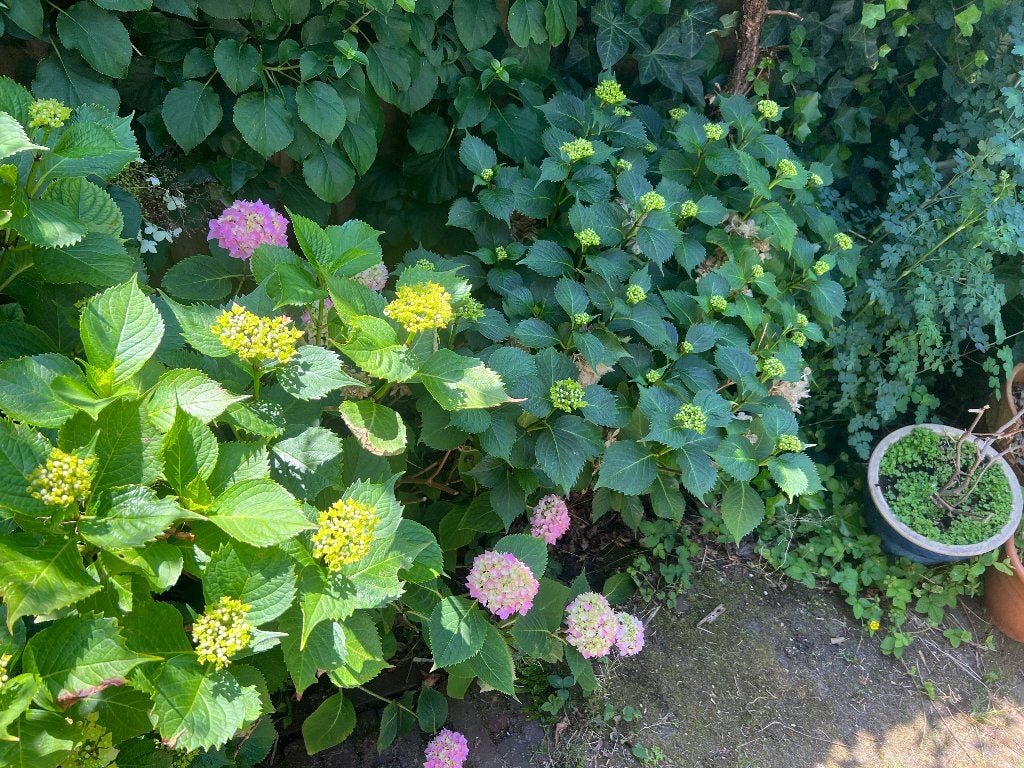 Hortensia’s, Tuin en Terras, Planten | Tuinplanten, Vaste plant, Halfschaduw, Zomer, Ophalen