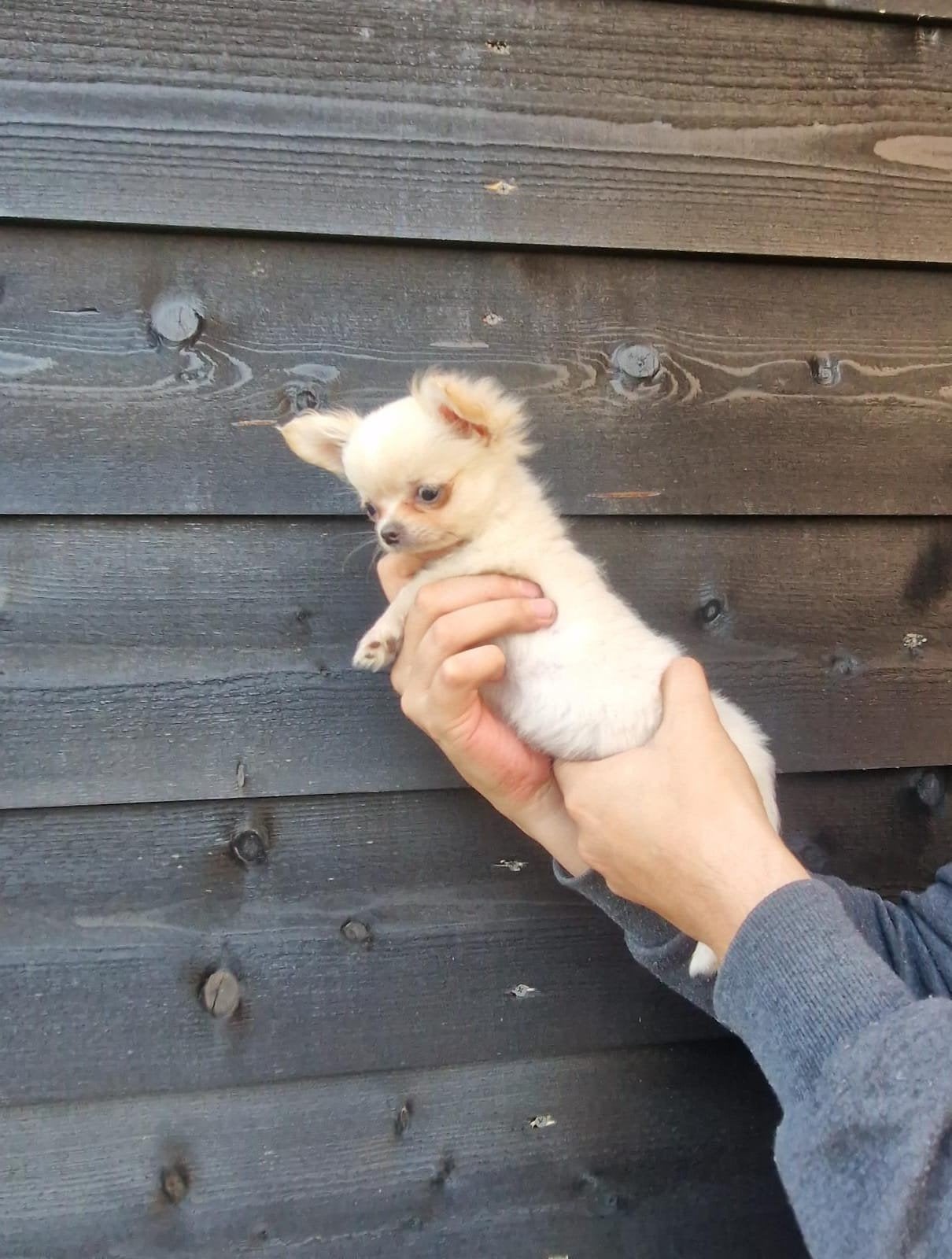 Mooie langharige  chihuahua pup reutje, Dieren en Toebehoren, Parvo, Reu, 8 tot 15 weken, Eén hond