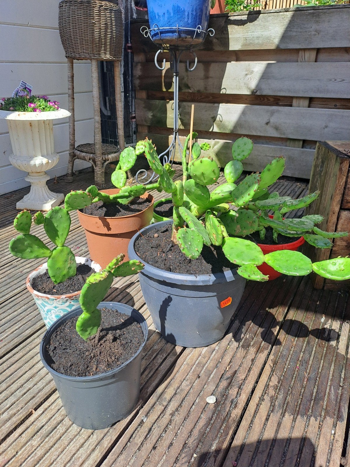 Stekken van buitencactus Opuntis ficus-indica, Volle zon, Vaste plant, Zomer, Ophalen