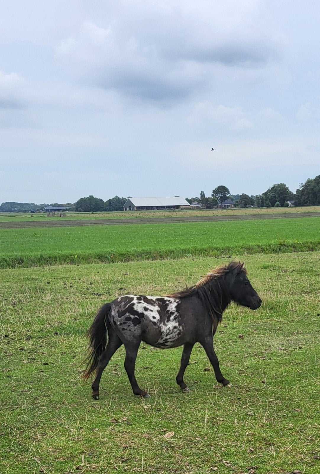 2 prachtige minihengstjes., Hengst, A pony (tot 1.17m), 0 tot 2 jaar