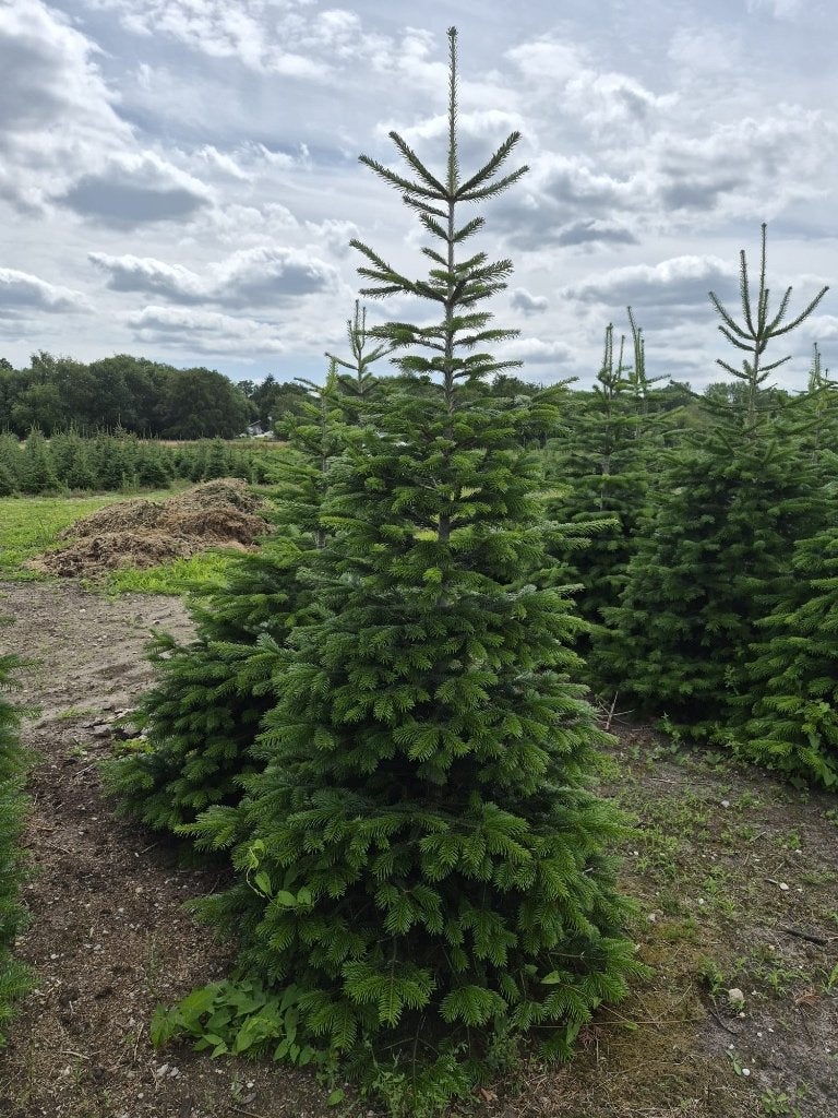 Kerstbomen, Ophalen, Nieuw