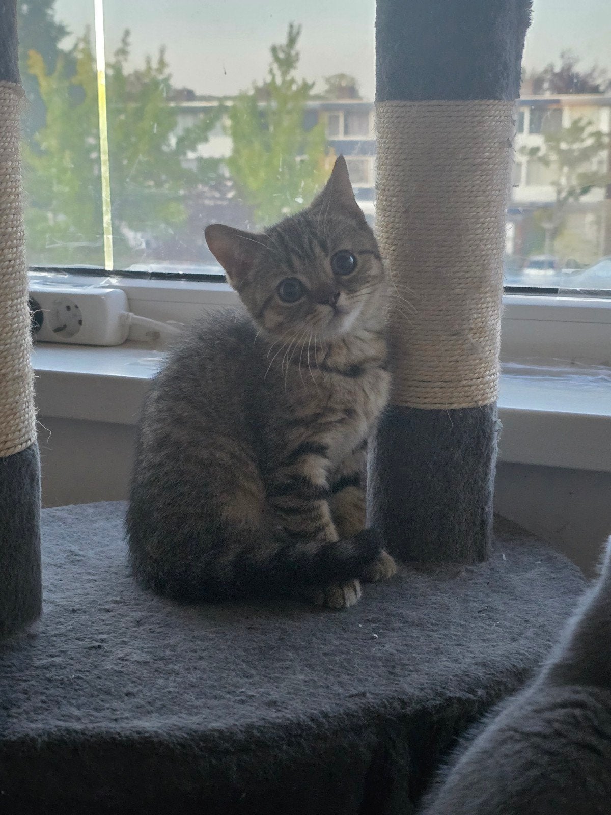 Britse korthaar met stamboom te koop, Dieren en Toebehoren, Katten en Kittens | Overige Katten, Poes, Kortharig, 0 tot 2 jaar