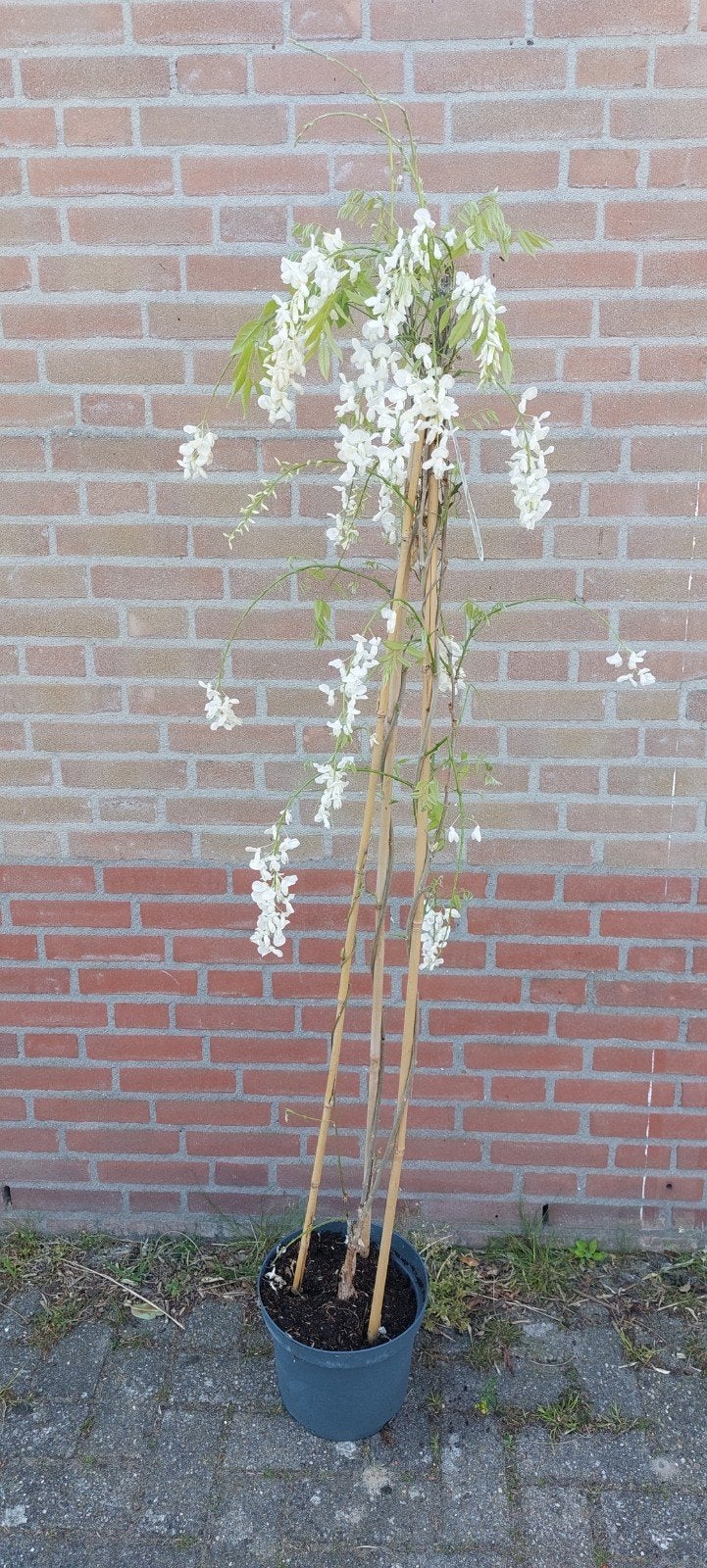 wisteria in de kleur blauw en wit, Ophalen of Verzenden, Volle zon