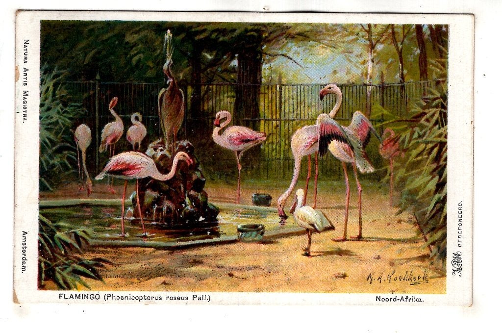 Amsterdam Artis Dierentuin  Flamingo Tuin  1924, Verzenden, 1920 tot 1940, Gelopen, Noord-Holland