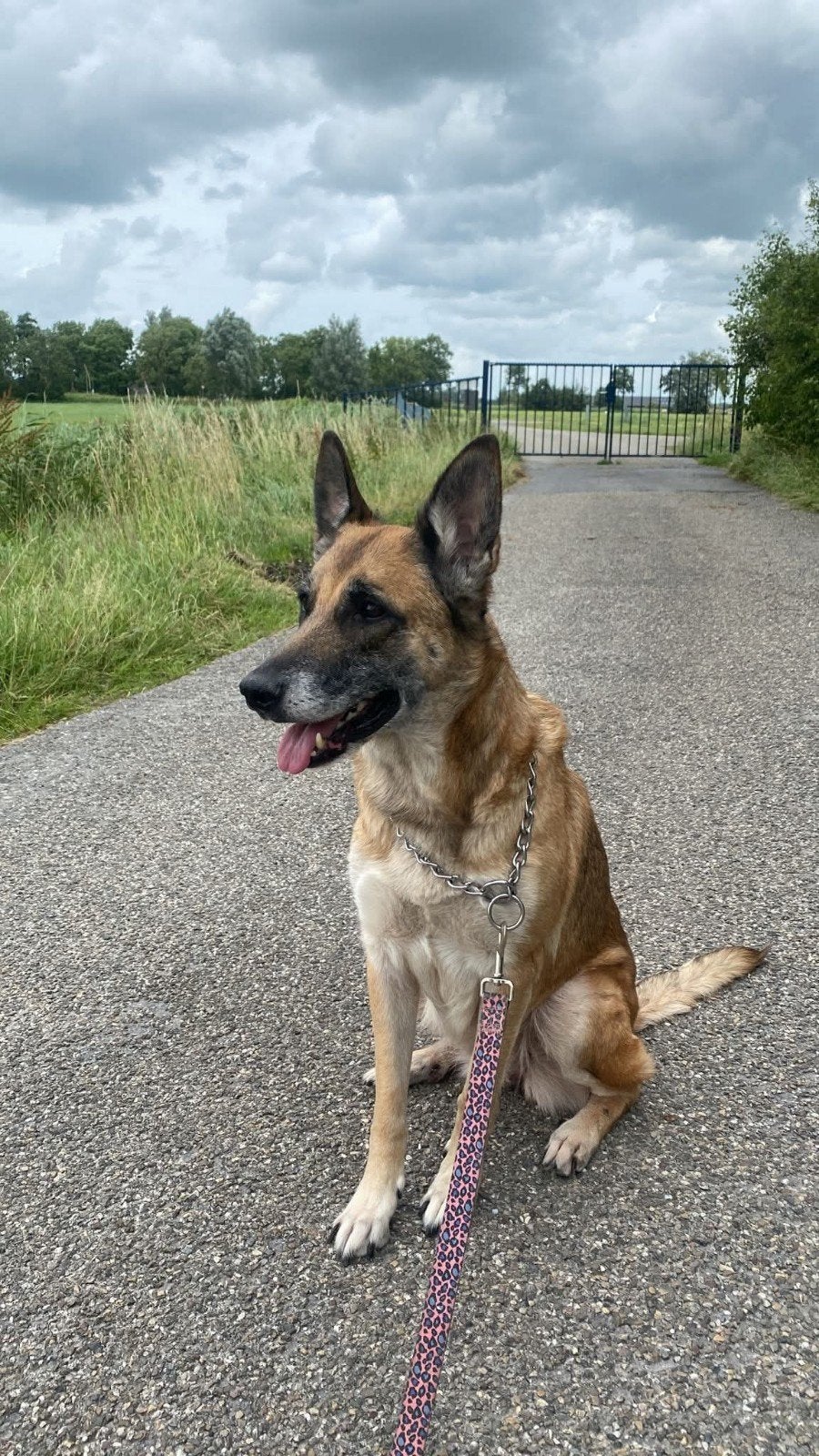 Mechelse herder, 6 jaar of ouder, Parvo, Teef, Eén hond