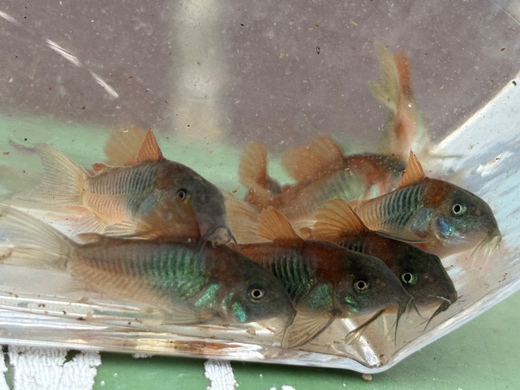 Osteogaster (Corydoras) Venezuelanus, Dieren en Toebehoren, Vissen | Aquariumvissen, Vis, Zoetwatervis