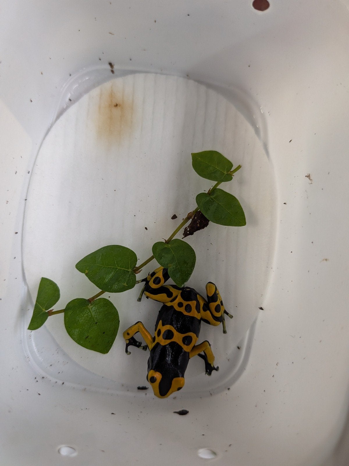 Dendrobates Leucomela Frog - unknown for sale from Vanity