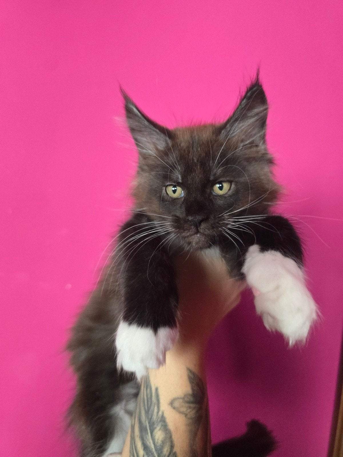 Maine coon katertje met stamboom kitten, Kater, Met stamboom, 0 tot 2 jaar