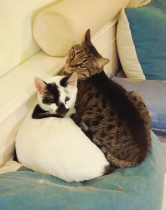 2 zeer lieve kittens gecastr/ingeent/chip/getest/ontwormd, Meerdere dieren, Kortharig, 0 tot 2 jaar