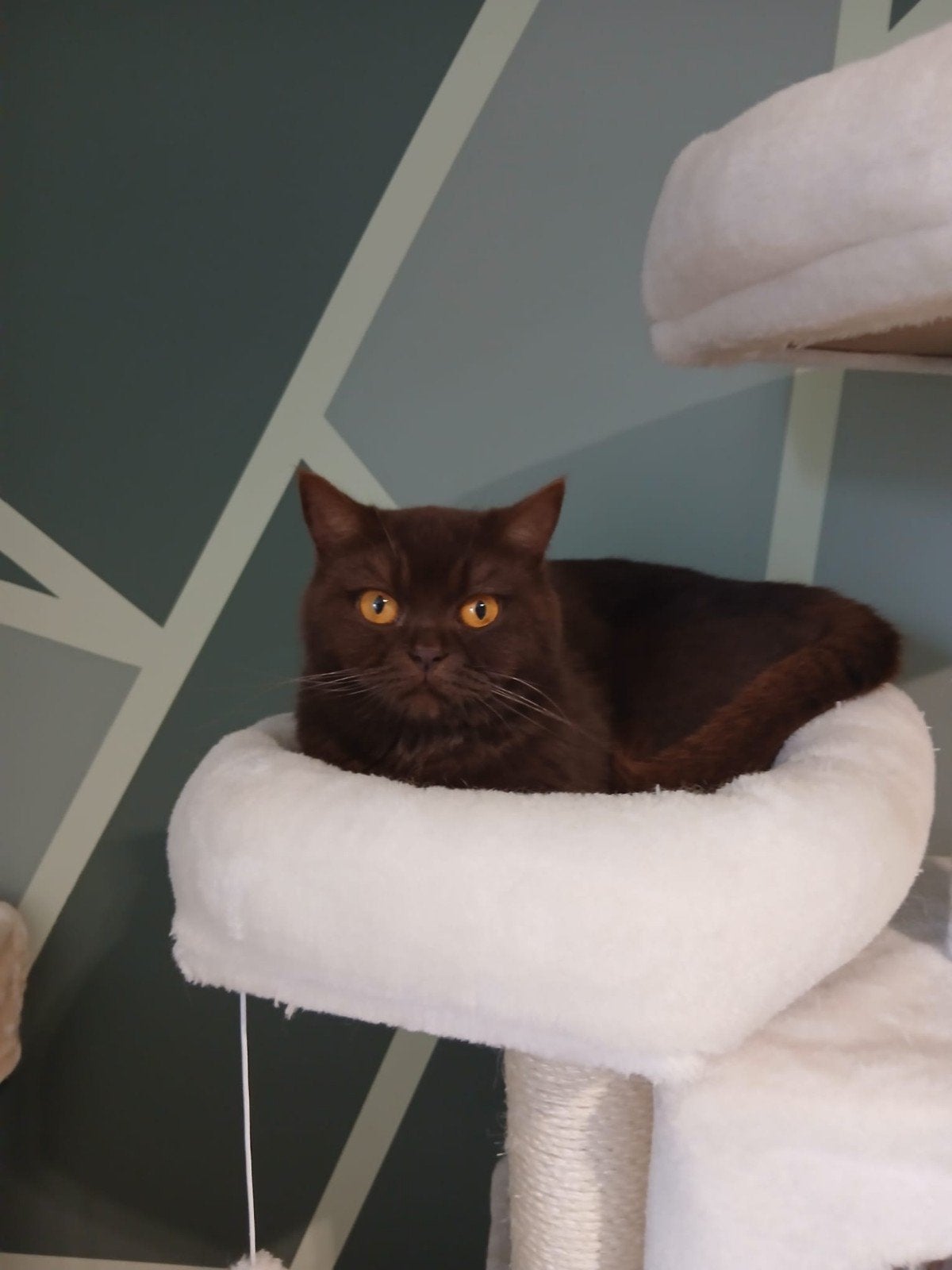 2 moeder poesen met stamboom en kittens zie omschrijving, Dieren en Toebehoren, 0 tot 2 jaar