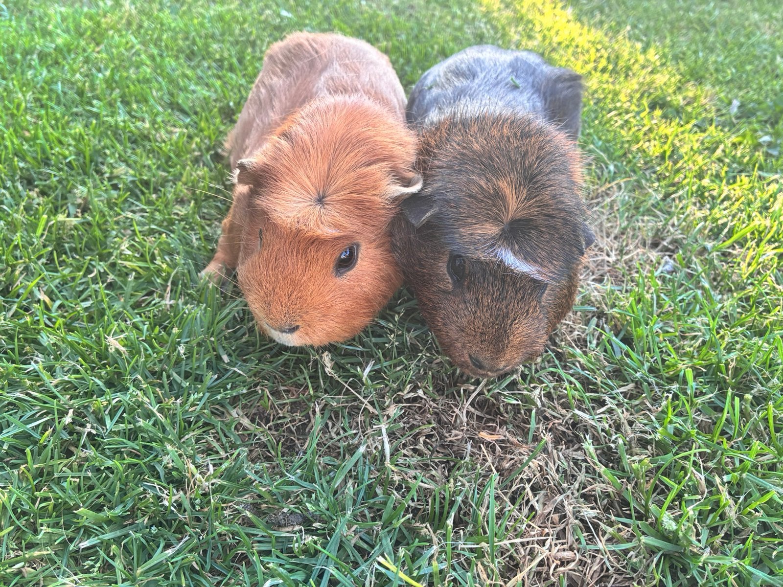 Cavia’s te koop, Dieren en Toebehoren, Knaagdieren, Oktober, Mannelijk, Cavia
