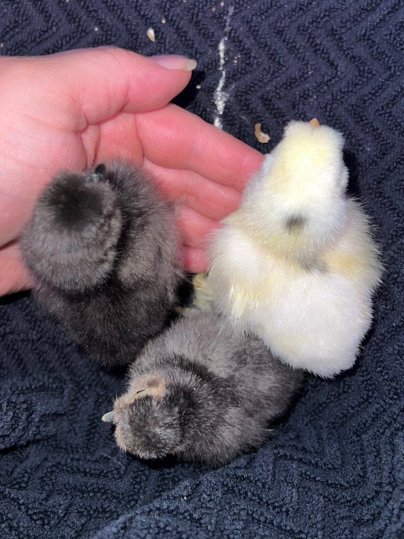 Zijdehoen hen kuikens - groepje van 3, Dieren en Toebehoren, Pluimvee, Vrouwelijk, Kip
