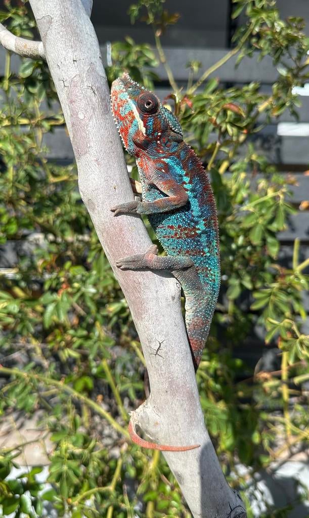 Panter kameleon red body blue bar, Ophalen, Zo goed als nieuw