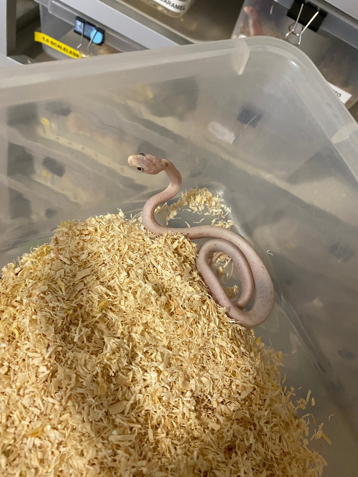 Haakneuzen en korenslangen Corn Snake photo 5