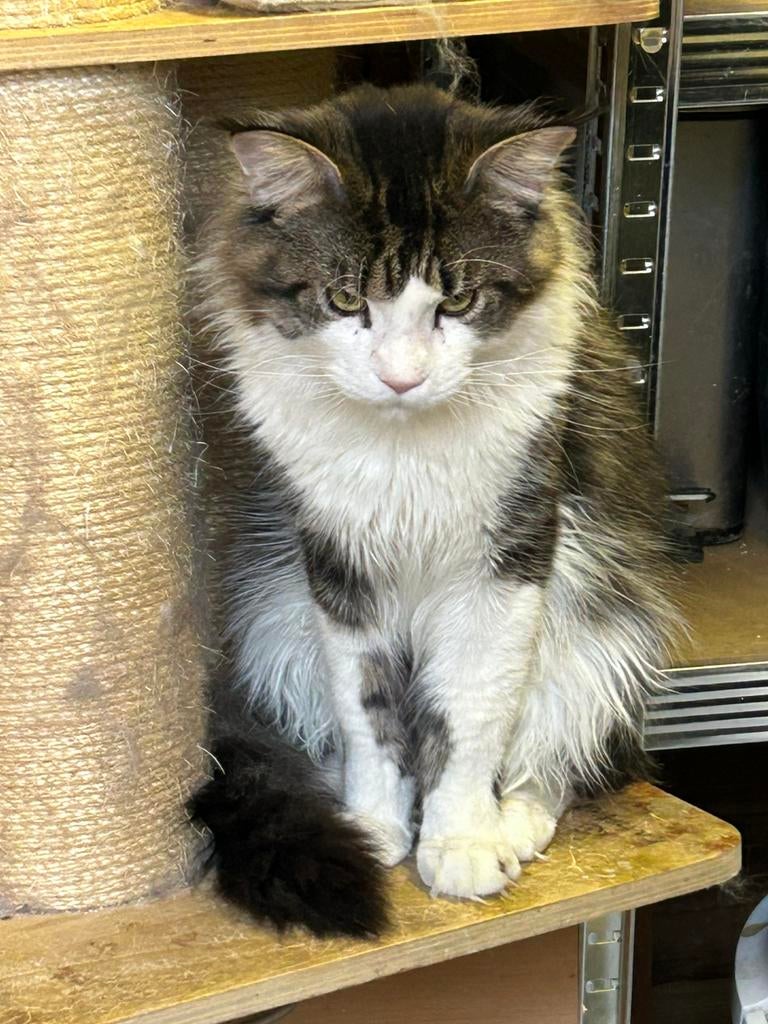 Maine Coon Dekkater