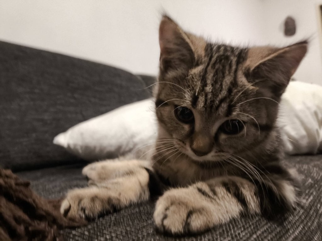 Half britse korthaar kittens, Dieren en Toebehoren, Katten en Kittens | Raskatten | Korthaar, Meerdere dieren, Ontwormd, 0 tot 2 jaar
