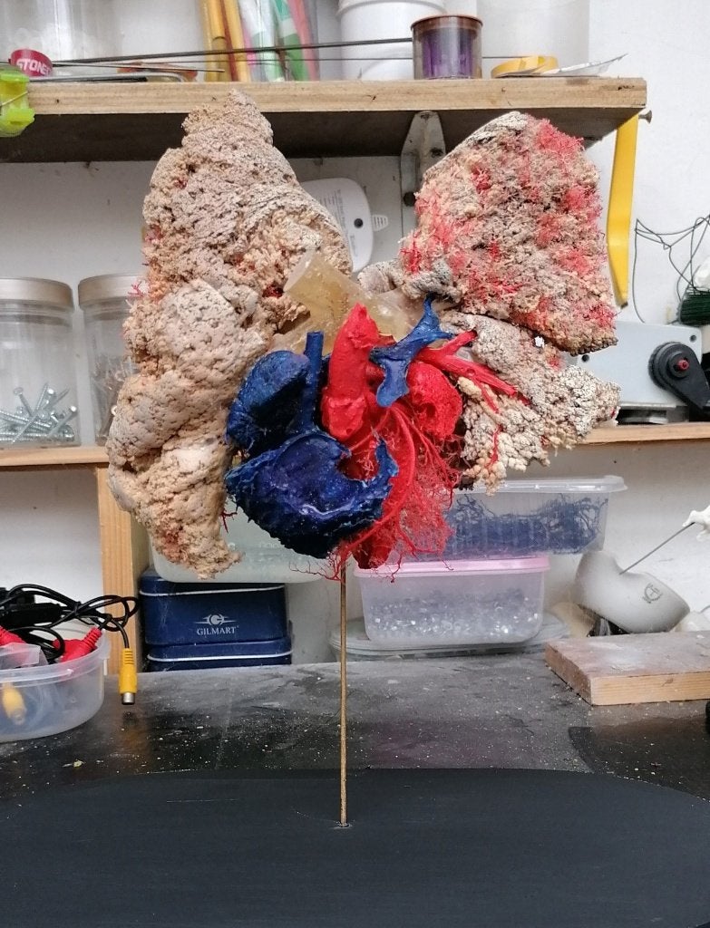 plastinatie , corrosiepreparaat, Ophalen of Verzenden, Nieuw, Overige typen
