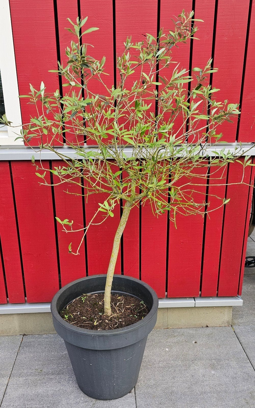 2 olijfboompjes excl pot, Tuin en Terras, Ophalen, Volle zon, Olijfboom, 100 tot 250 cm