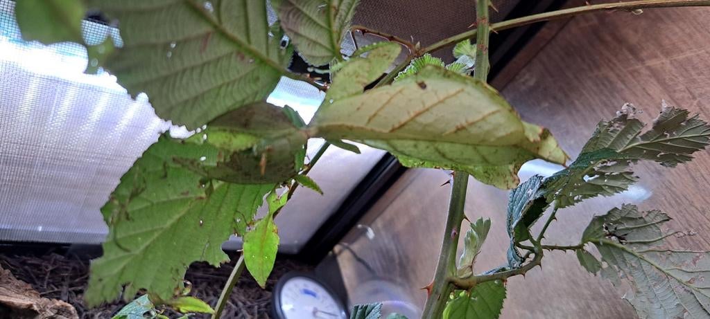 Wandelende bladeren, Dieren en Toebehoren, Insecten en Spinnen, Wandelende tak