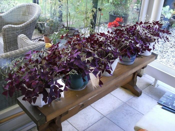Oxalis knolletjes, Oca, Oxalis Triangularis, Geluksklaver,, Overige soorten, Minder dan 100 cm, Bloeiende kamerplant, Halfschaduw