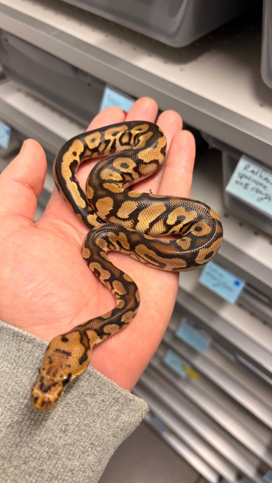 Spotnose black pastel clown ball python Ball Python photo 2