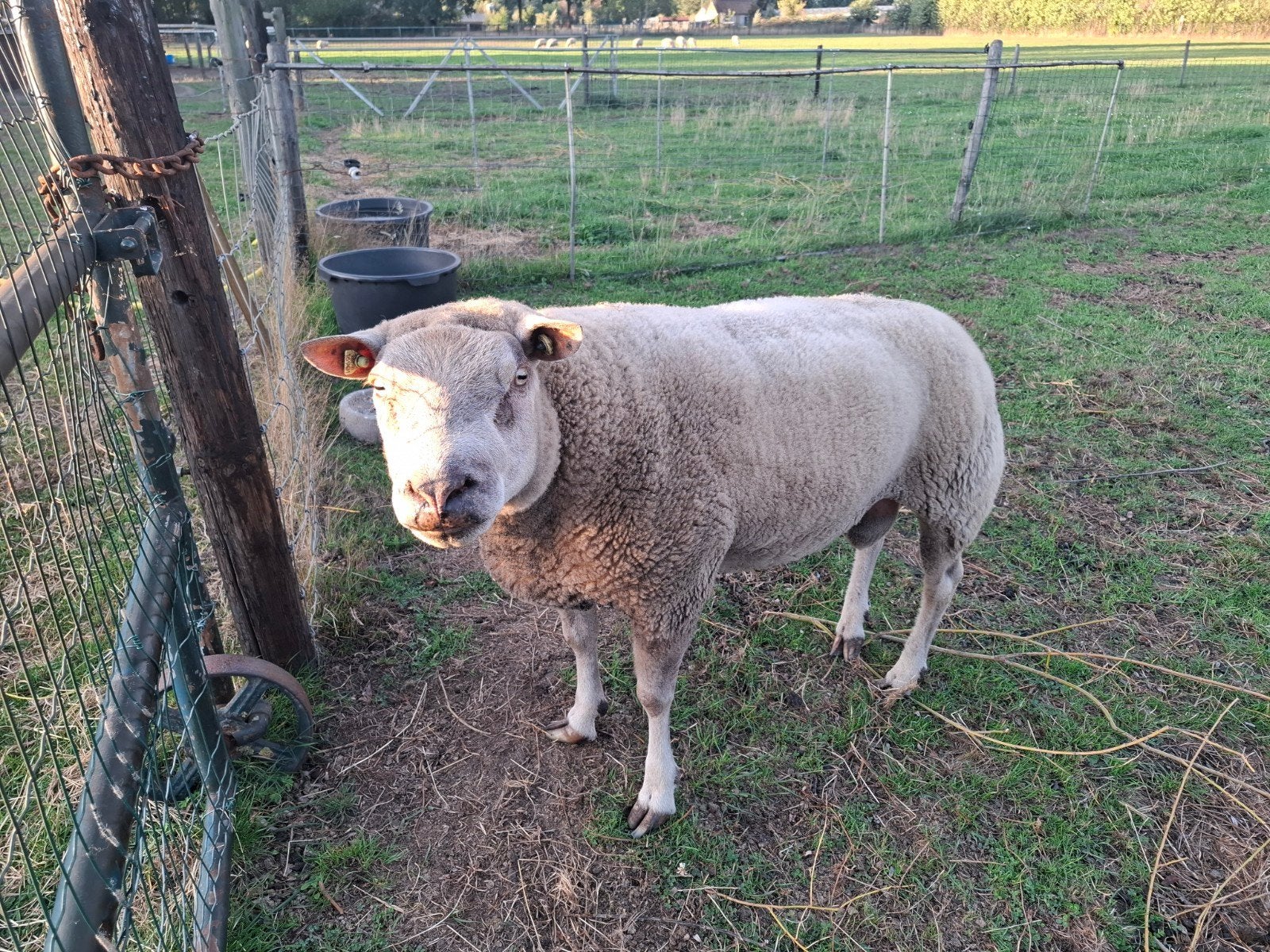 te koop Bok  Engelse Texelaar x Rouge de L'Ouest., Mannelijk, Schaap