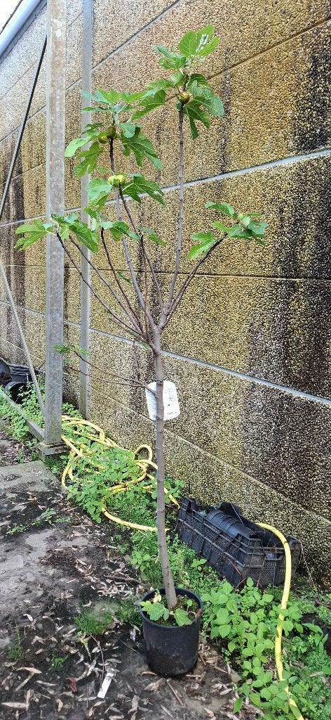 vijgenboom, Ophalen, Bloeit niet, Fruitplanten, Volle zon
