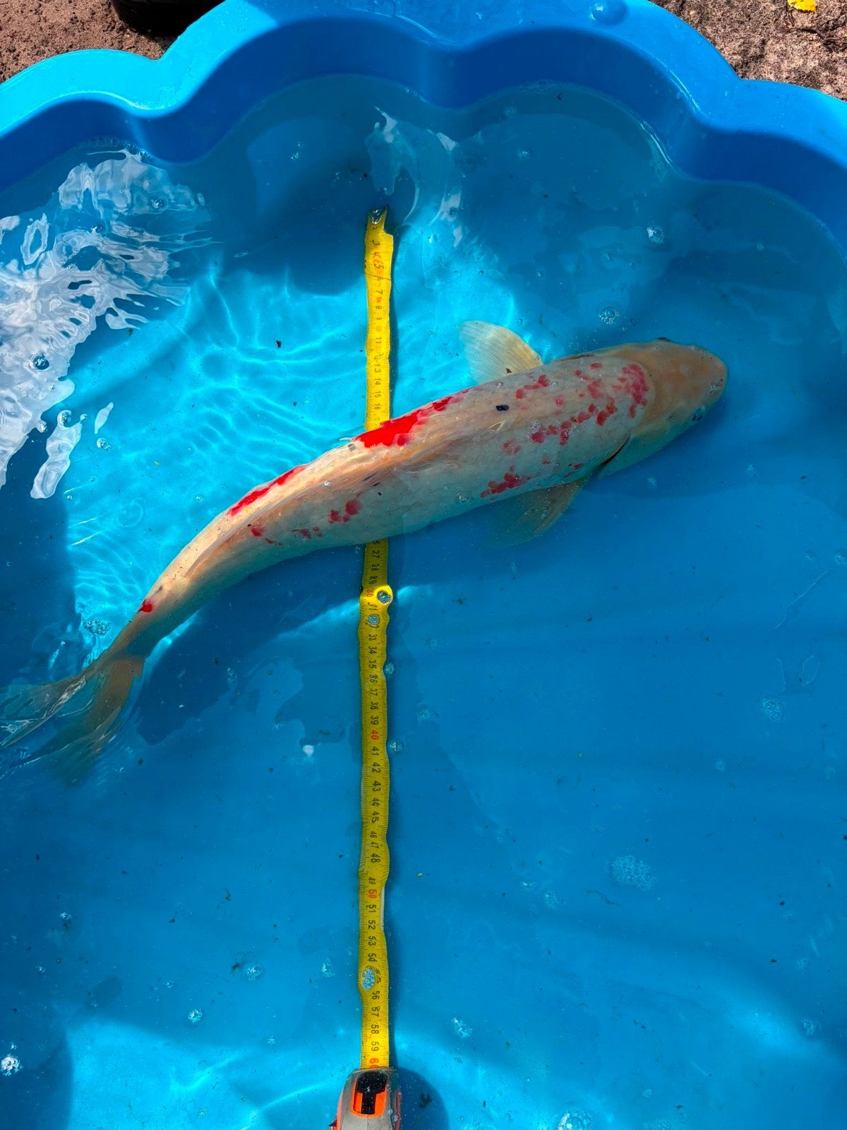 mooie wit/rode koi 58cm, Dieren en Toebehoren, Vissen | Vijvervissen, Karper of Koi