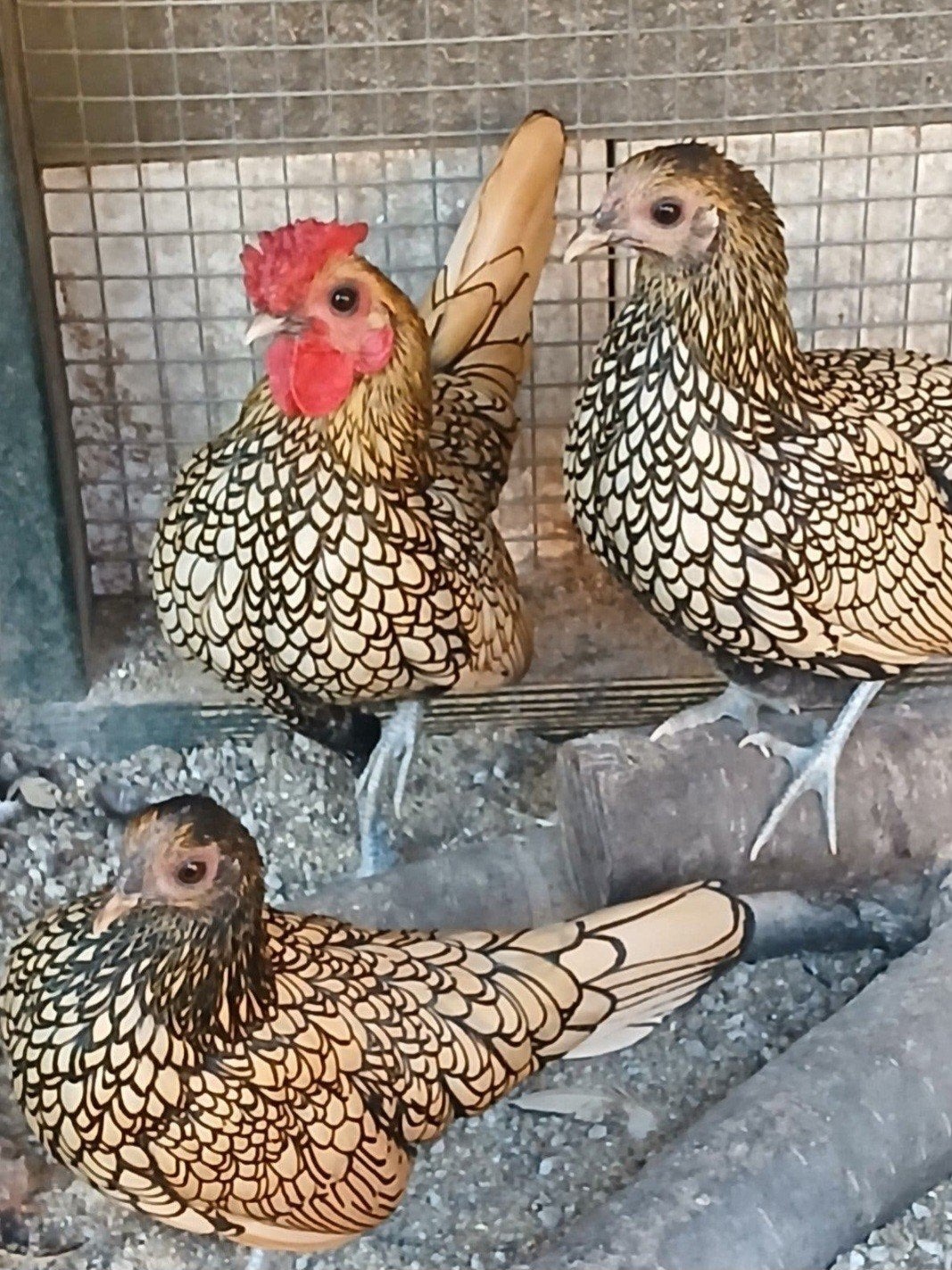 trio Sebright  citroen zwart gezoomd, Dieren en Toebehoren, Vrouwelijk, Kip