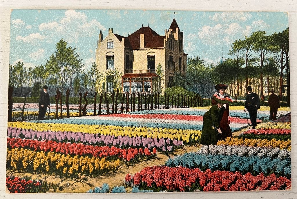 Oude Ansichtkaart  -  Groeten uit het Bollenland, Verzamelen, Ansichtkaarten | Nederland, Ophalen of Verzenden, 1940 tot 1960