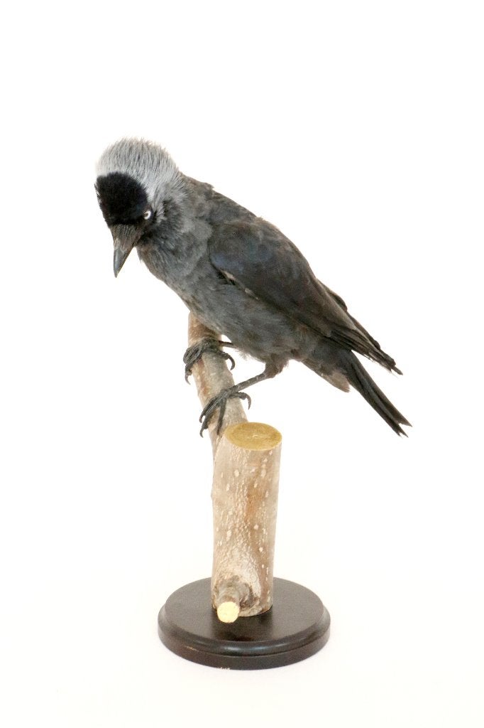 opgezet kauwtje, Ophalen of Verzenden, Zo goed als nieuw, Vogel, Opgezet dier