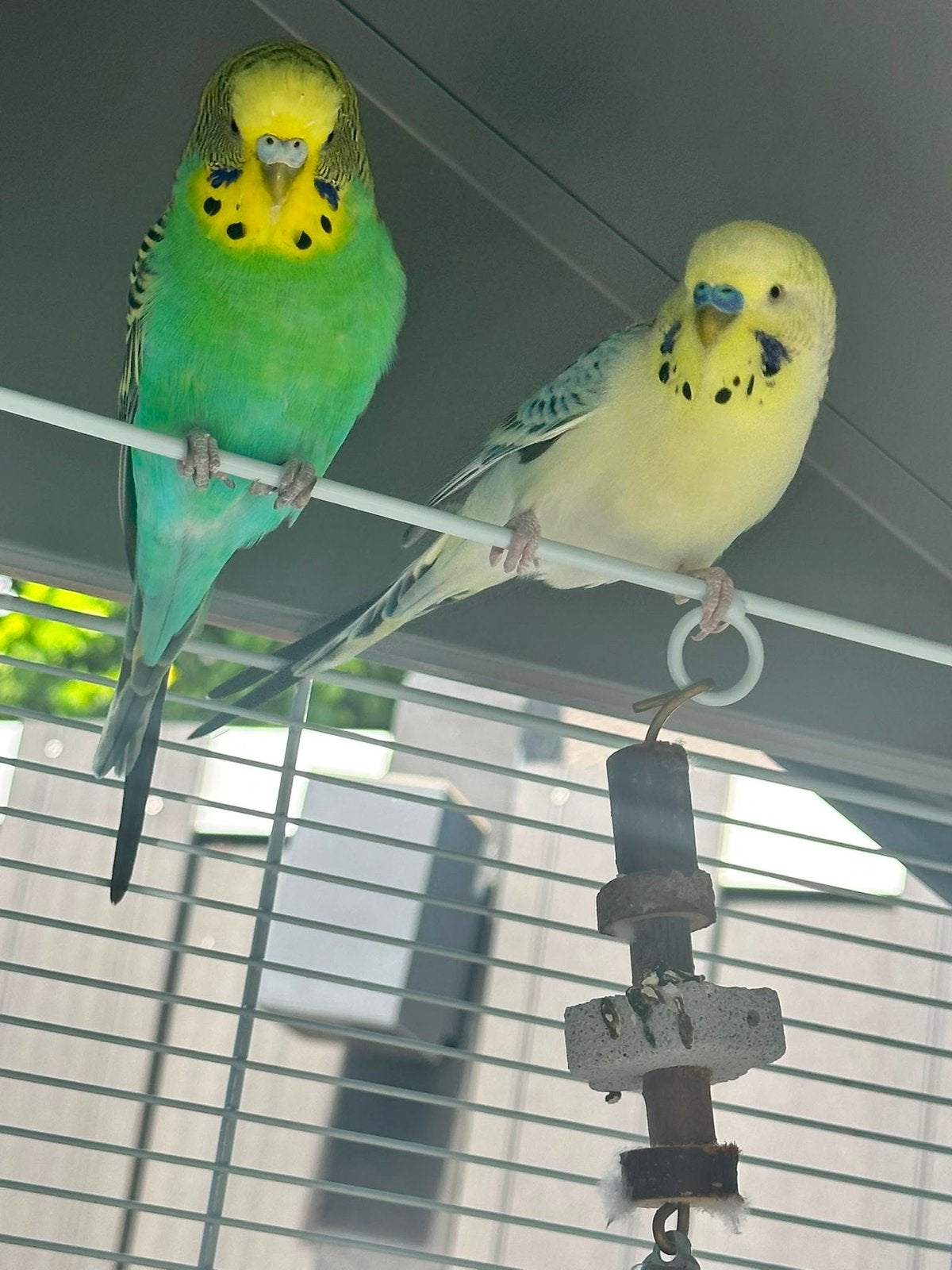 Parkieten, Meerdere dieren, Parkiet