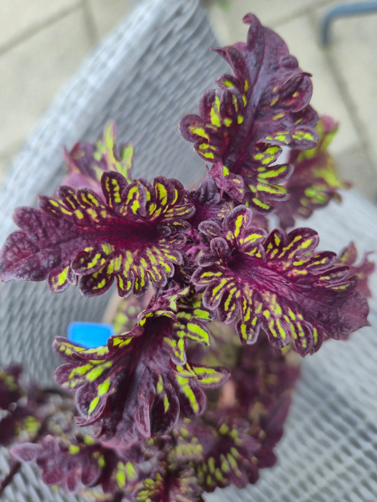 coleus siernetel stekjes, Ophalen of Verzenden, Halfschaduw, Minder dan 100 cm