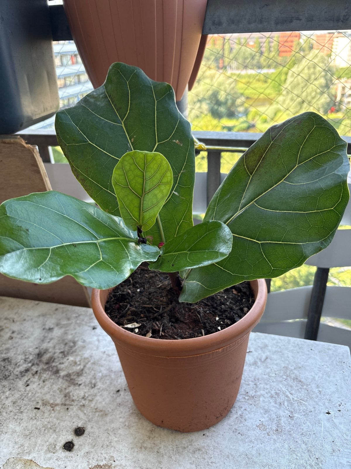 Ficus Lyrata - Jonge plant in pot, Vaste plant, Bloeit niet, Halfschaduw, Ophalen