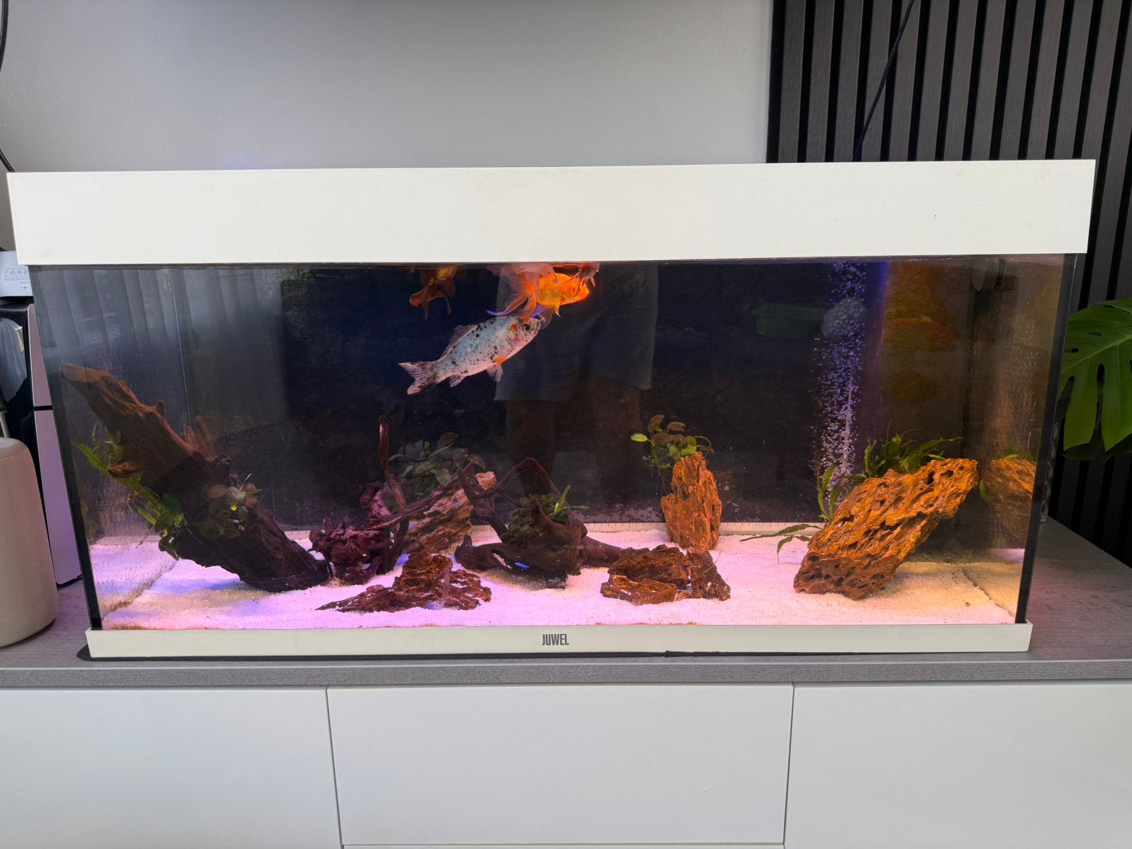 Juwel Rio 180 - Complete Set met Vissen - 180L, Dieren en Toebehoren, Ophalen, Zo goed als nieuw, Gevuld zoetwateraquarium