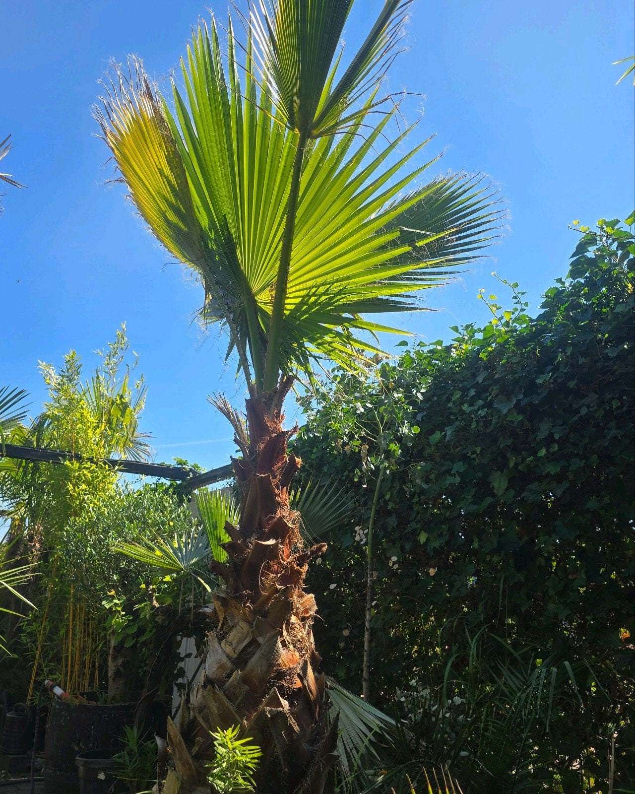 Xxl Palmboom Washingtonia Robusta, Ophalen, Gehele jaar, Volle zon