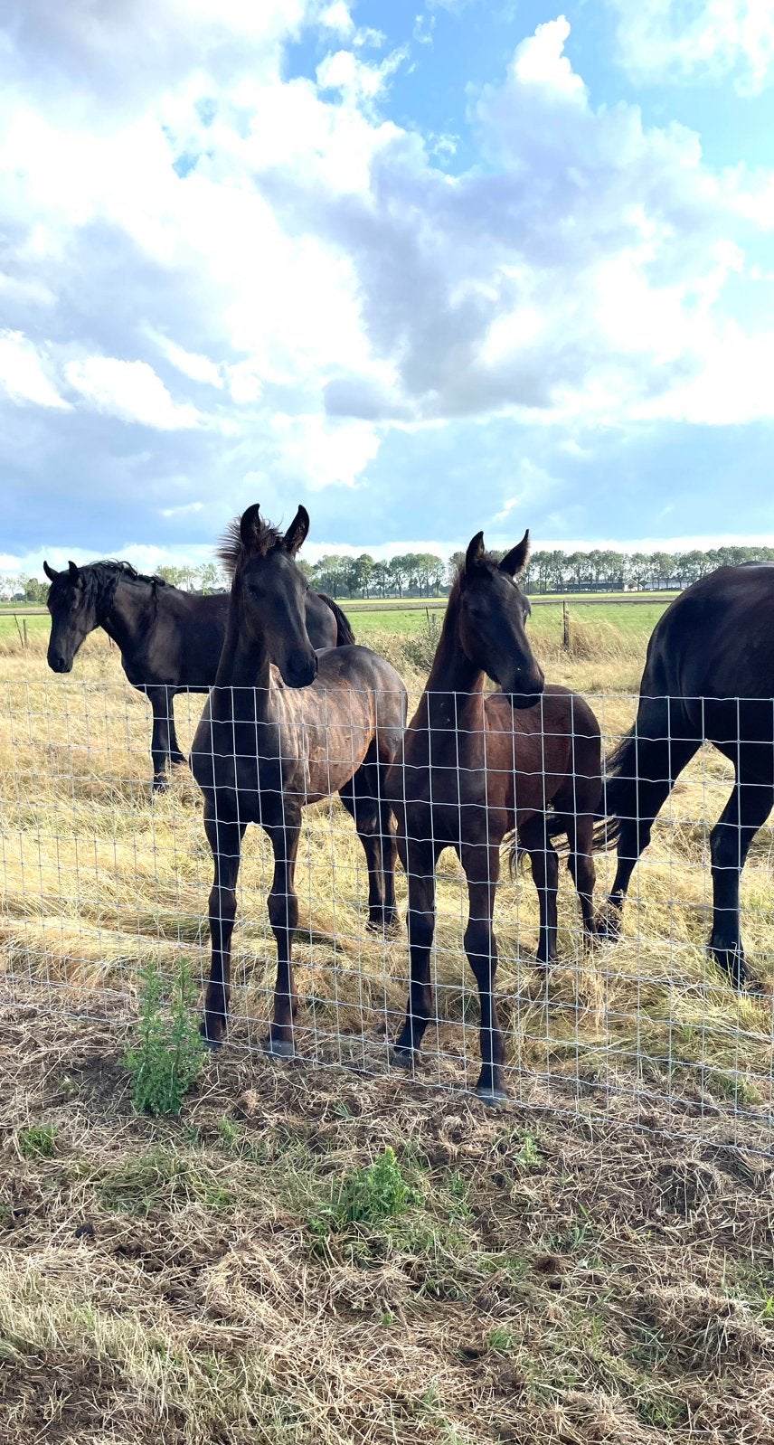 Verzorger / bijrijder gezocht voor Friese paarden (16+), Ophalen, Nieuw