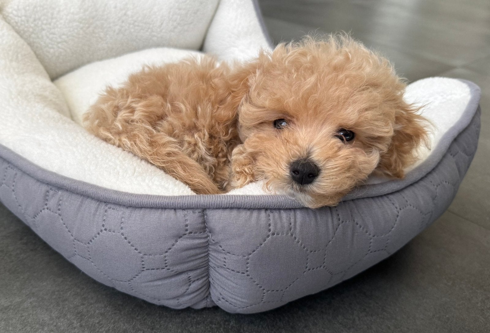 Geplande dekking: Prachtige Maltipoo pups (Najaar 2026), Overige rassen, 8 tot 15 weken, Meerdere, Meerdere dieren